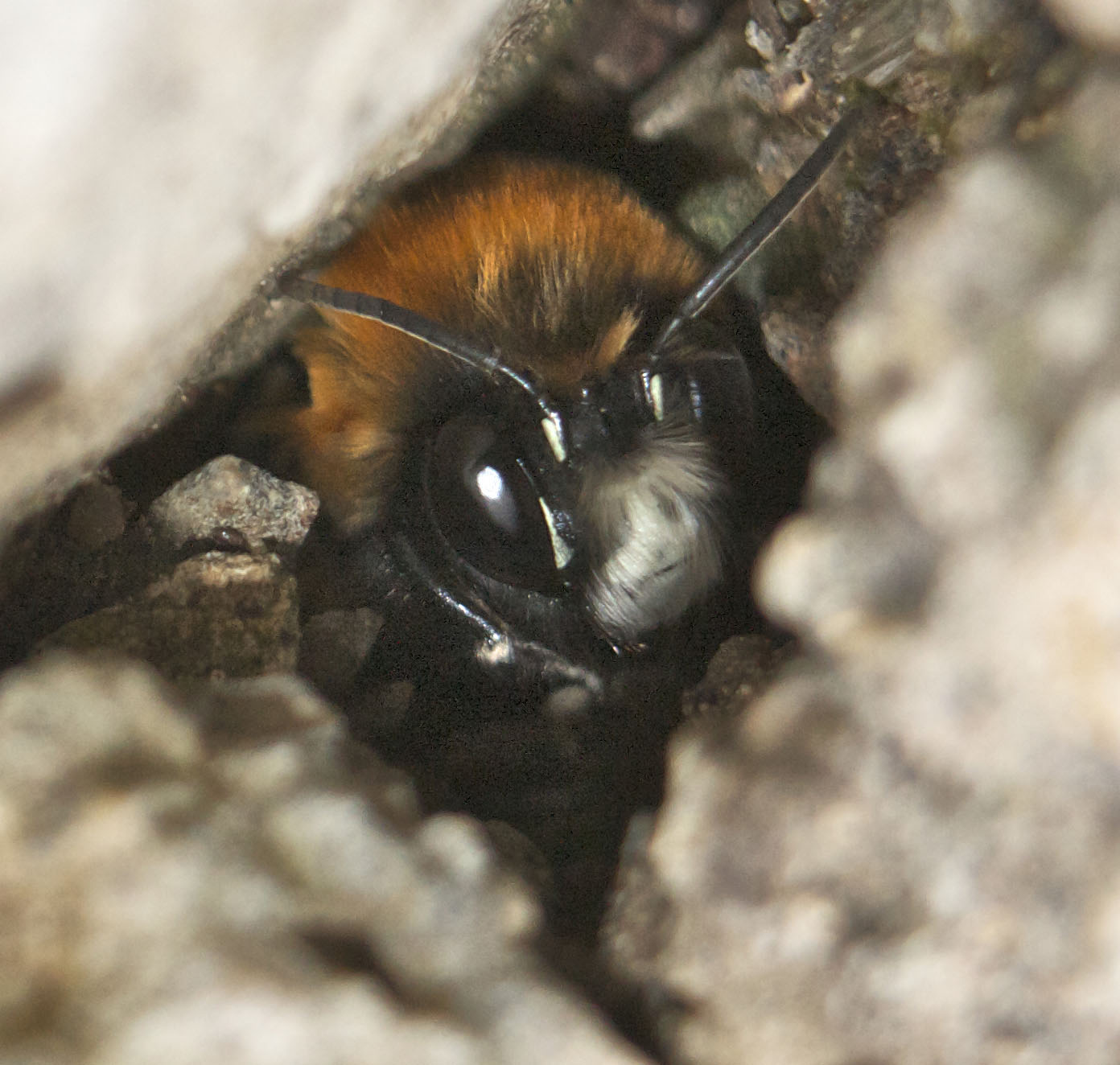 Anthophora sp., Apidae